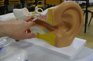 Model van het oor Website